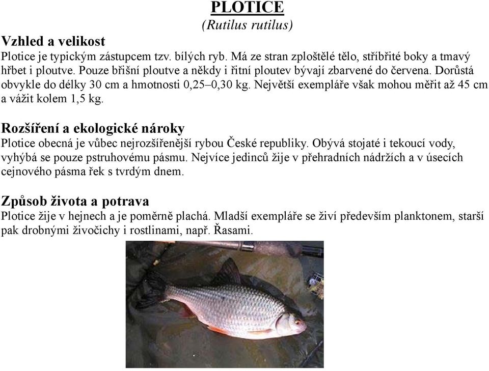 Největší exempláře však mohou měřit až 45 cm a vážit kolem 1,5 kg. Rozšíření a ekologické nároky Plotice obecná je vůbec nejrozšířenější rybou České republiky.