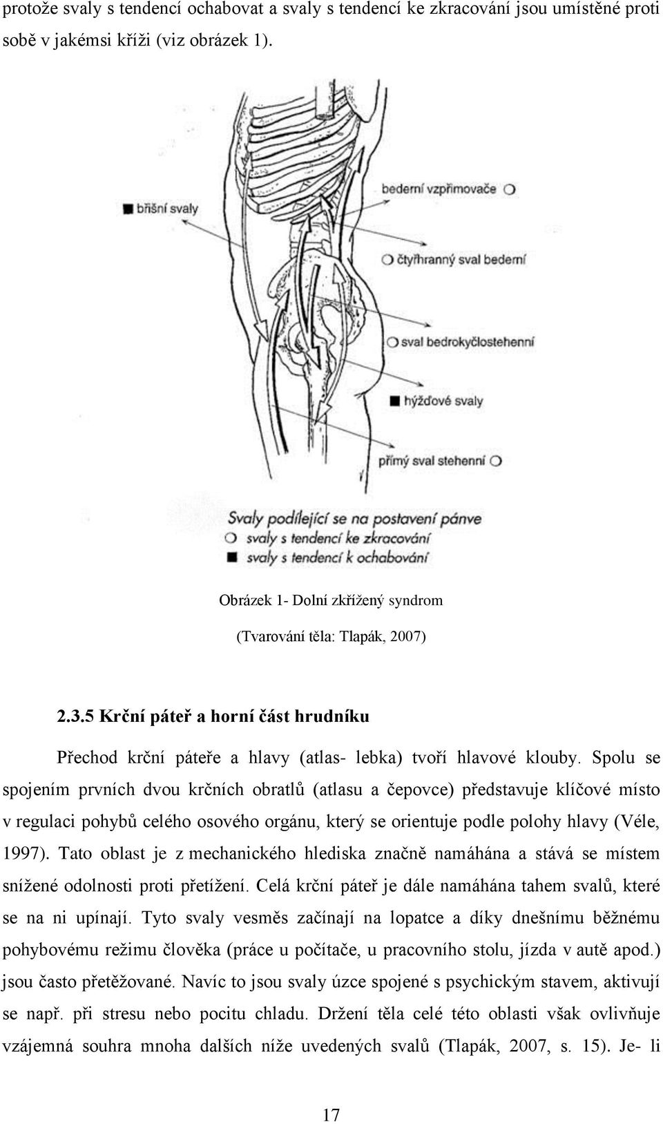 Spolu se spojením prvních dvou krčních obratlů (atlasu a čepovce) představuje klíčové místo v regulaci pohybů celého osového orgánu, který se orientuje podle polohy hlavy (Véle, 1997).