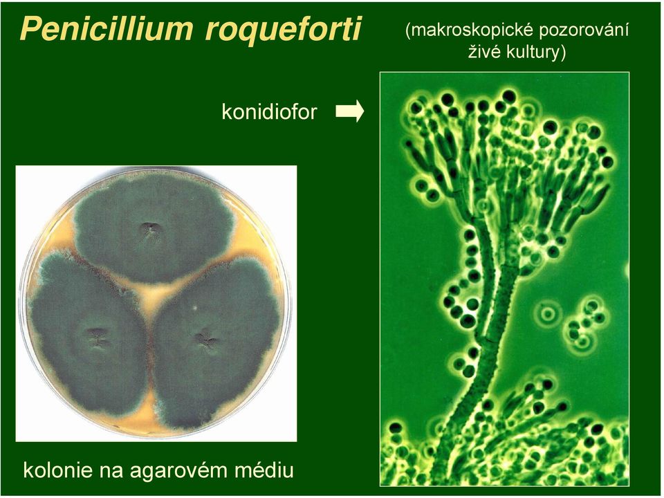 pozorování živé kultury)