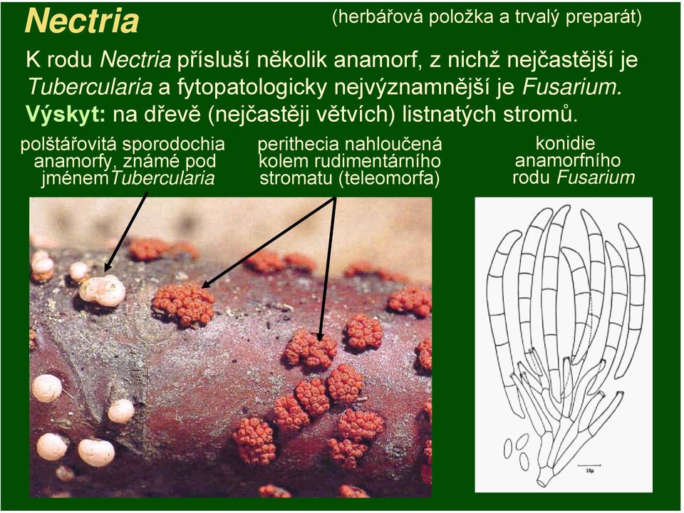 Výskyt: na dřevě (nejčastěji větvích) listnatých stromů.