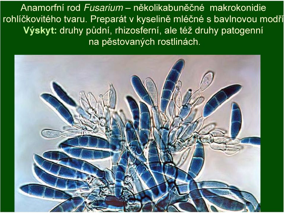 Preparát v kyselině mléčné s bavlnovou modří