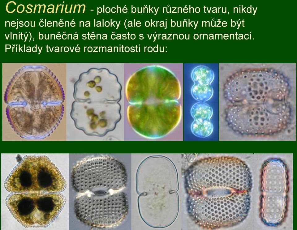 být vlnitý), buněčná stěna často s výraznou