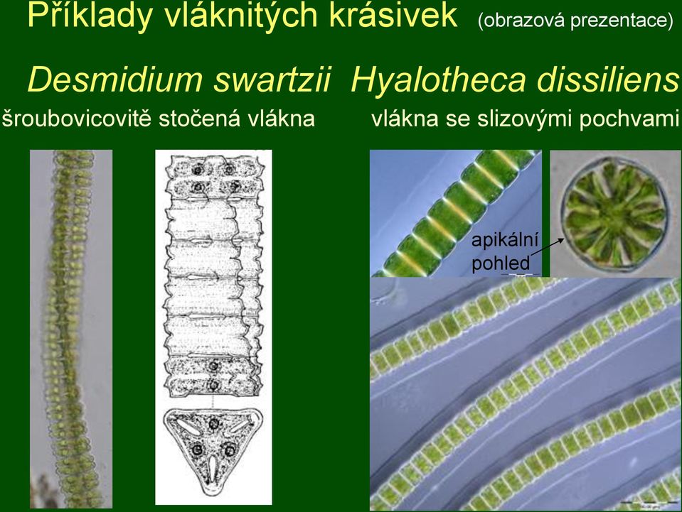 dissiliens šroubovicovitě stočená vlákna