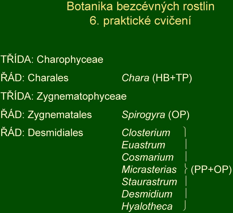 Zygnematophyceae ŘÁD: Zygnematales Chara (HB+TP) Spirogyra (OP)