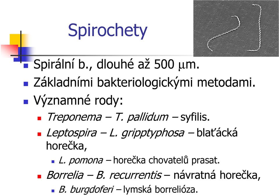 pallidum syfilis. Leptospira L. gripptyphosa blaťácká horečka, L.