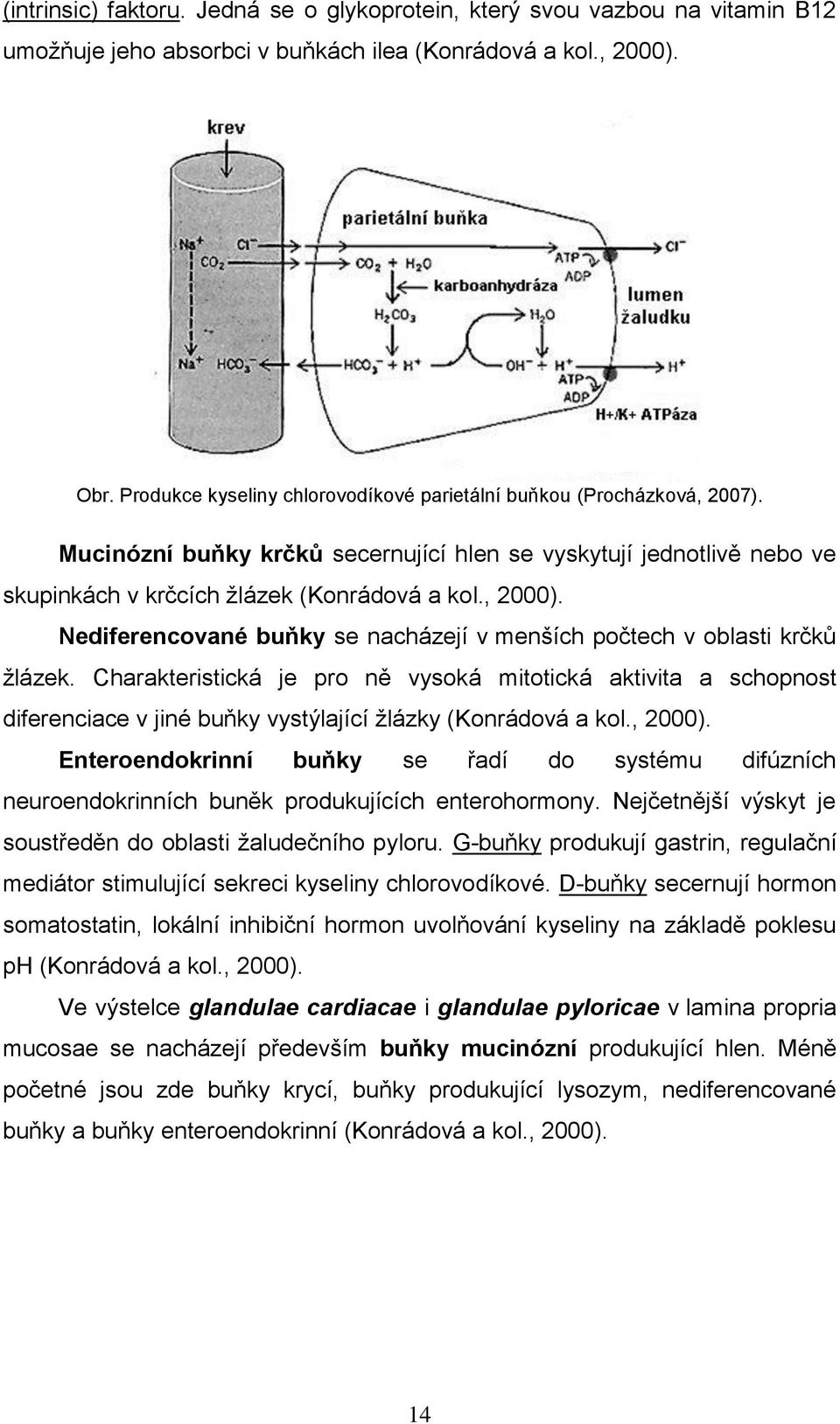 Nediferencované buňky se nacházejí v menších počtech v oblasti krčků žlázek.