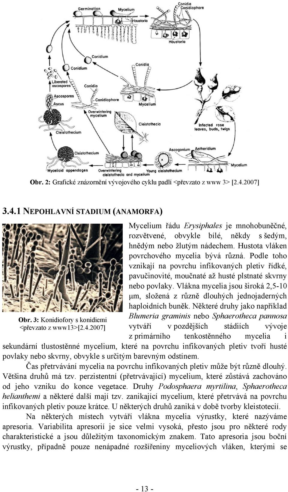 Vlákna mycelia jsou široká 2,5-10 µm, složená z různě dlouhých jednojaderných haploidních buněk.