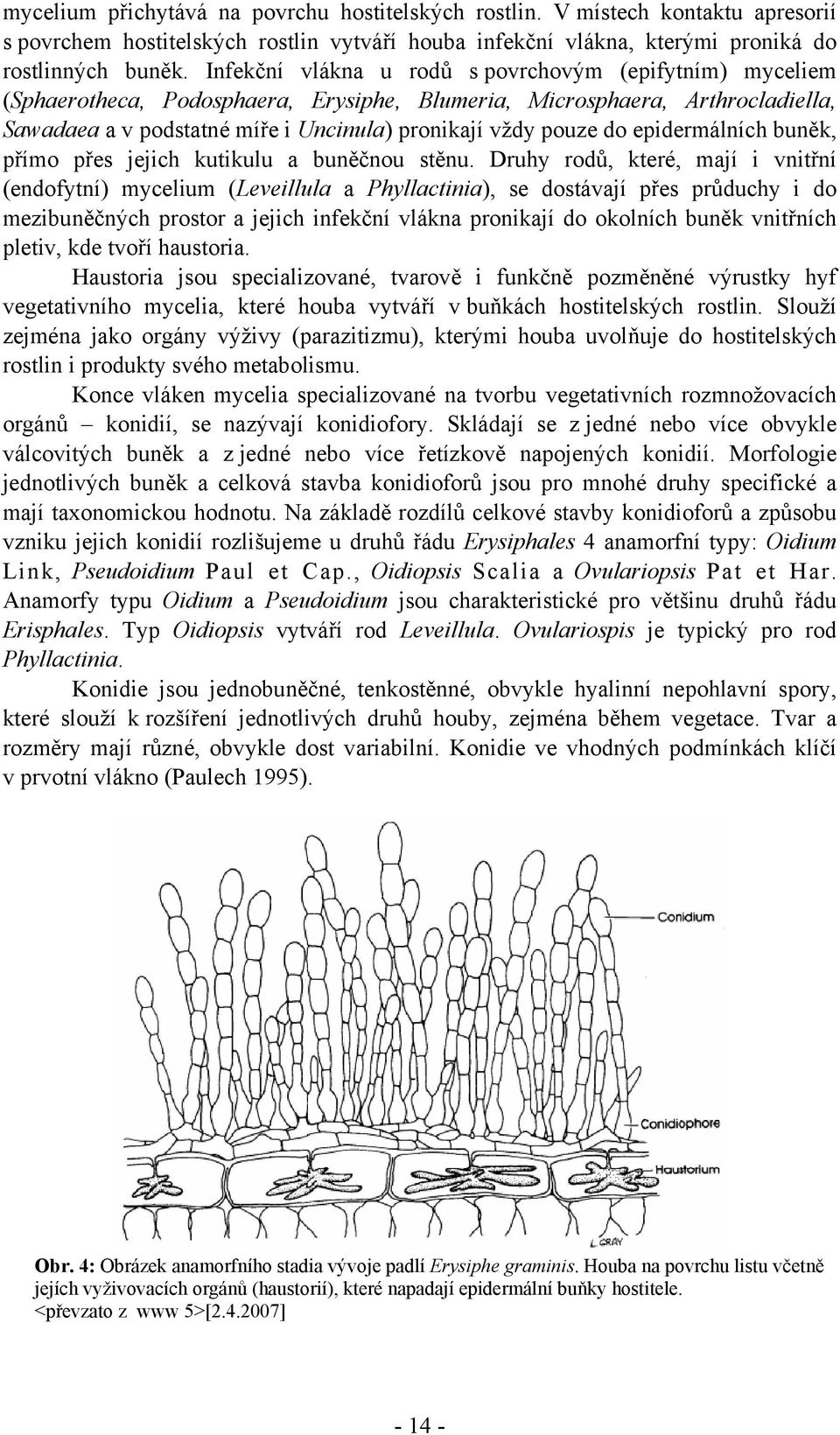 epidermálních buněk, přímo přes jejich kutikulu a buněčnou stěnu.