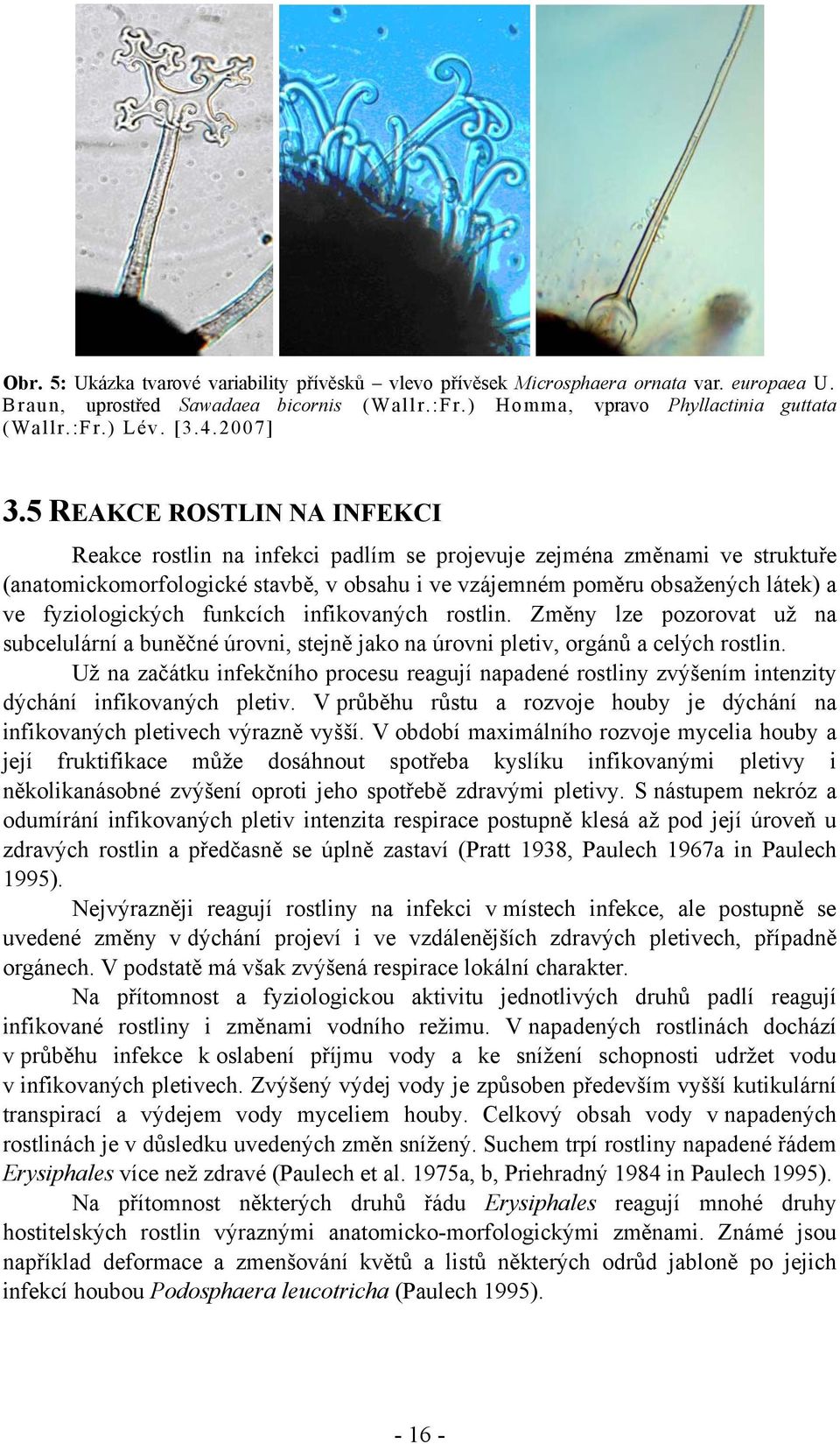 5 REAKCE ROSTLIN NA INFEKCI Reakce rostlin na infekci padlím se projevuje zejména změnami ve struktuře (anatomickomorfologické stavbě, v obsahu i ve vzájemném poměru obsažených látek) a ve