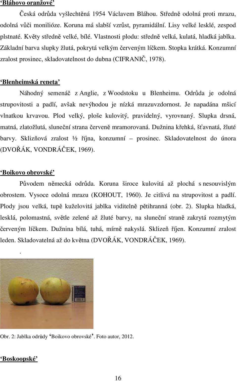 Konzumní zralost prosinec, skladovatelnost do dubna (CIFRANIČ, 1978). Blenheimská reneta Náhodný semenáč z Anglie, z Woodstoku u Blenheimu.