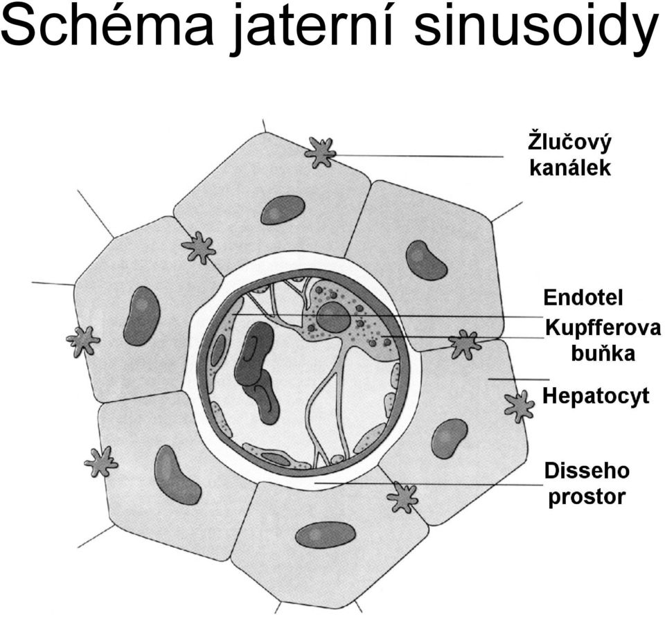 sinusoidy