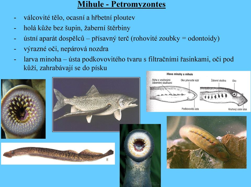 - výrazné oči, nepárová nozdra Mihule - Petromyzontes - larva minoha ústa