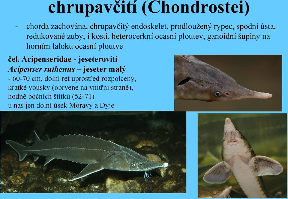 čel. Acipenseridae - jeseterovití Acipenser ruthenus jeseter malý - 60-70 cm, dolní ret uprostřed