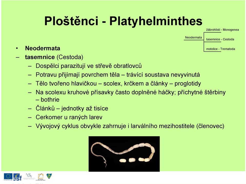 krčkem a články proglotidy Na scolexu kruhové přísavky často doplněné háčky; příchytné štěrbiny bothrie Článků jednotky až