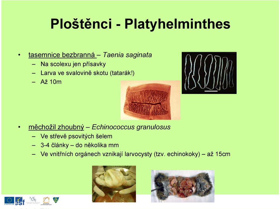 ) Až 10m měchožil zhoubný Echinococcus granulosus Ve střevě psovitých