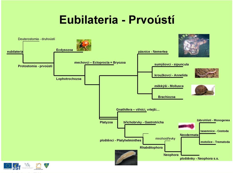 Brachiozoa Gnathifera vířníci, vrtejši Platyzoa břichobrvky - Gastrotricha žábrohlísti - Monogenea ploštěnci -