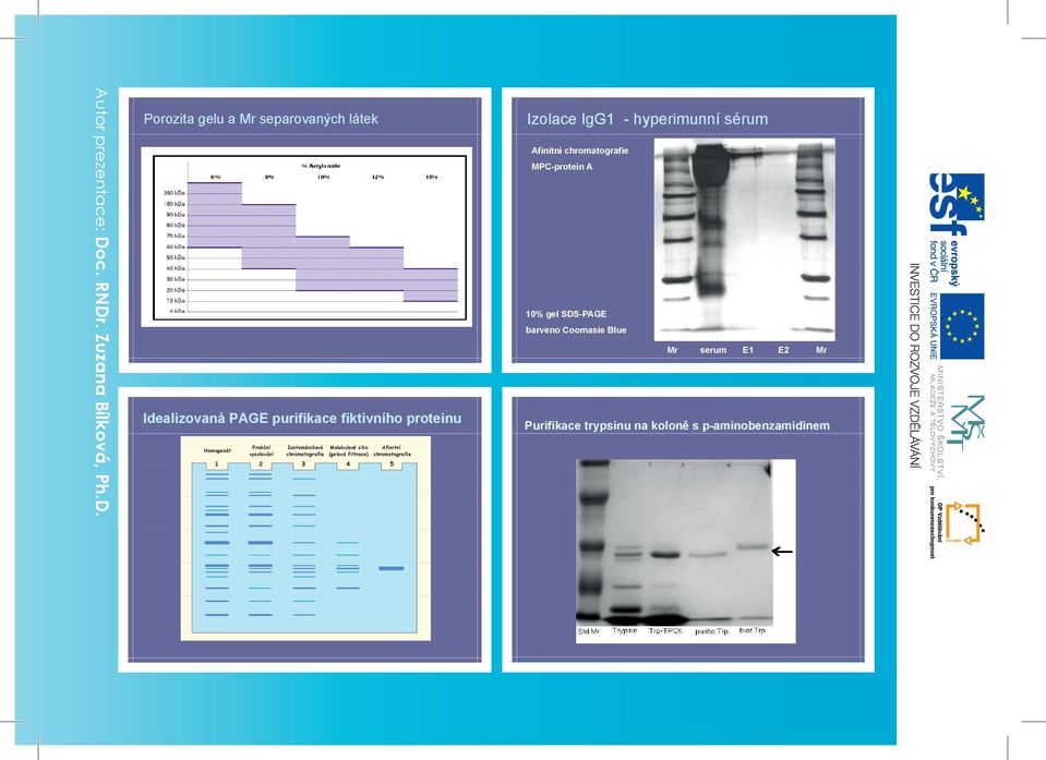 chromatografie 1 2 3 4 5 Izolace IgG1 - hyperimunní sérum Afinitní chromatografie MPC-protein A 10%
