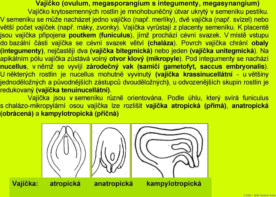 K placentě jsou vajíčka připojena poutkem (funiculus), jímž prochází cévní svazek. V místě vstupu do bazální části vajíčka se cévní svazek větví (chaláza).