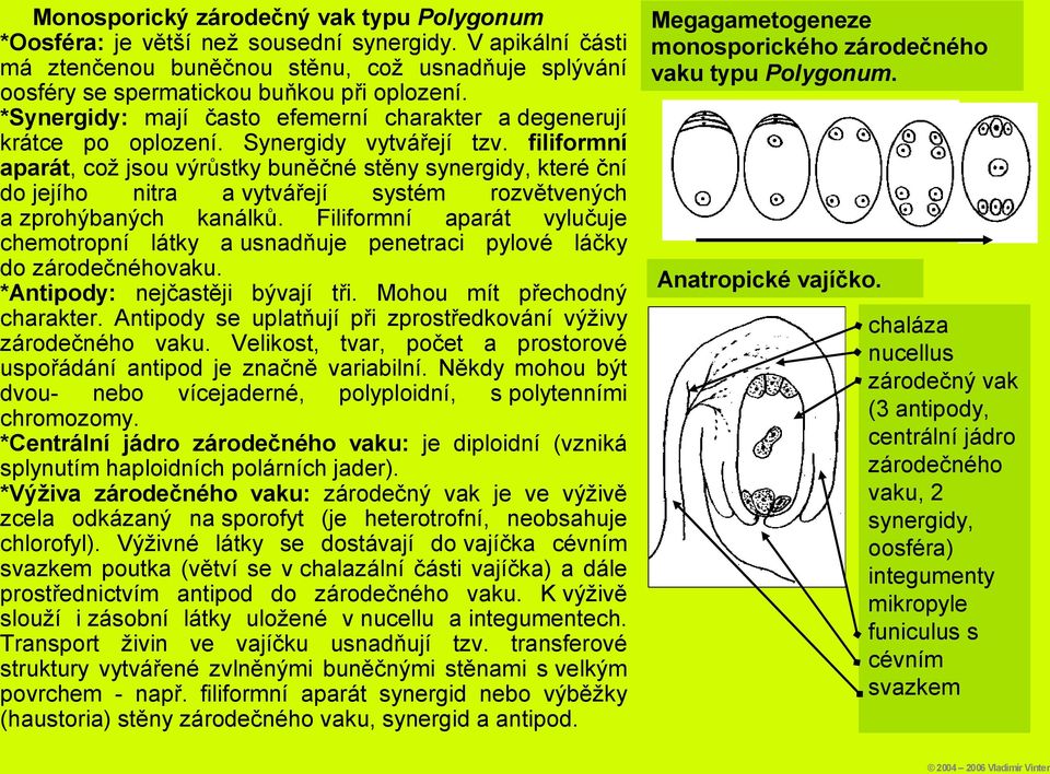 filiformní aparát, což jsou výrůstky buněčné stěny synergidy, které ční do jejího nitra a vytvářejí systém rozvětvených a zprohýbaných kanálků.