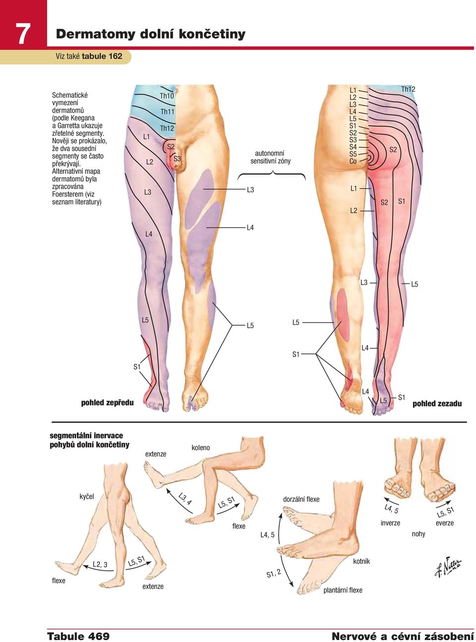 Alternativní mapa dermatomů byla zpracována Foersterem (viz seznam literatury) L1 L2 Th10 Th11 Th12 S2 S3 autonomní sensitivní zóny L1 L2 S2 S3 S4 S5