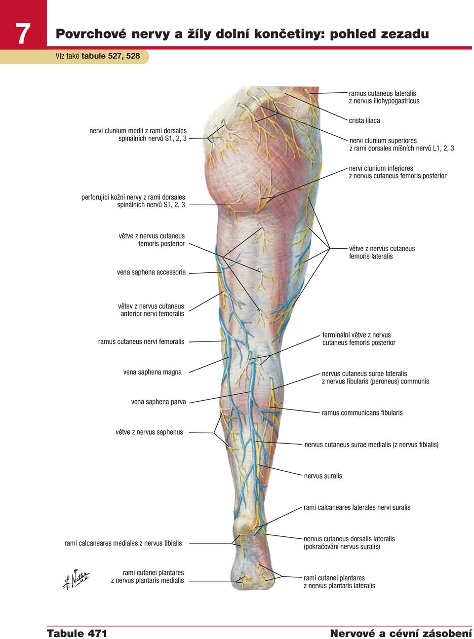 cutaneus femoris posterior větve z nervus cutaneus femoris lateralis vena saphena accessoria větev z nervus cutaneus anterior nervi femoralis ramus cutaneus nervi femoralis terminální větve z nervus