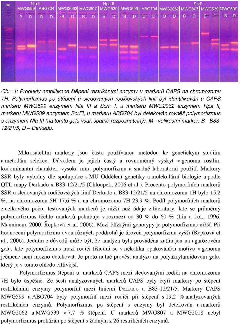 ABG704 byl detekován rovněž polymorfizmus s enzymem Nla III (na tomto gelu však špatně rozpoznatelný). M - velikostní marker, B - B83-12/21/5, D Derkado.
