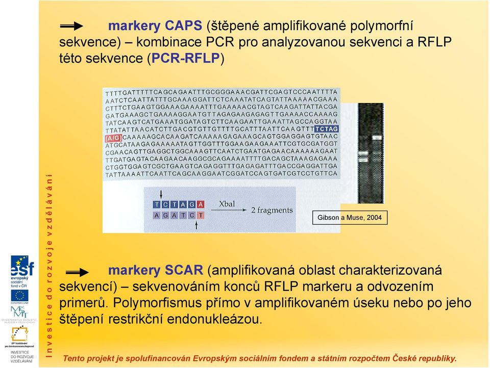 oblast charakterizovaná sekvencí) sekvenováním konců RFLP markeru a odvozením primerů.