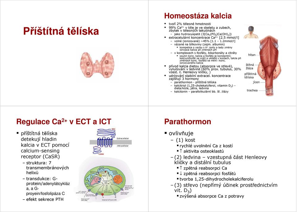 albumin) kompetice o vazbu s H + ionty a tedy změny ionizace kalcia při změnách ph v komplexech s fosfáty, bikarbonáty a citráty součin konc.