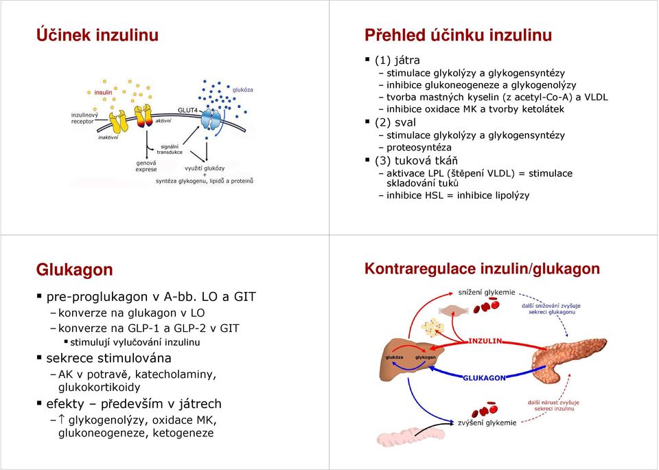 tuků inhibice HSL = inhibice lipolýzy Glukagon Kontraregulace inzulin/glukagon pre-proglukagon v A-bb.