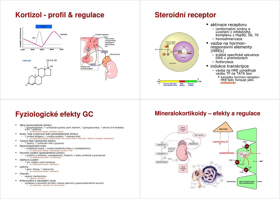 Mineralokortikoidy efekty a regulace Játra (prosyntetické účinky) glukoneogeneze; vychytávání glukózy perif.
