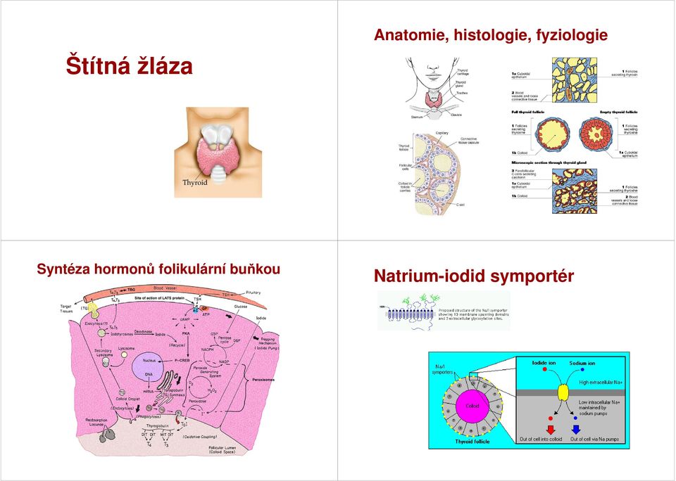 Syntéza hormonů