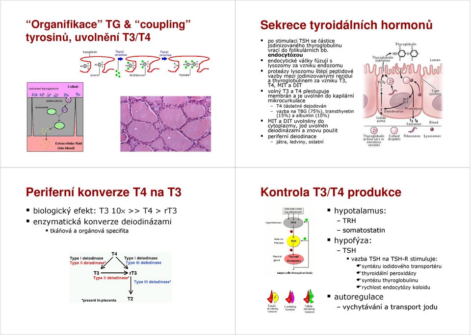 přestupuje membrán a je uvolněn do kapilární mikrocurkulace T4 částečně dejodován vazba na TBG (75%), transthyretin (15%) a albumin (10%) MIT a DIT uvolněny do cytoplazmy, jod uvolněn deiodinázami a