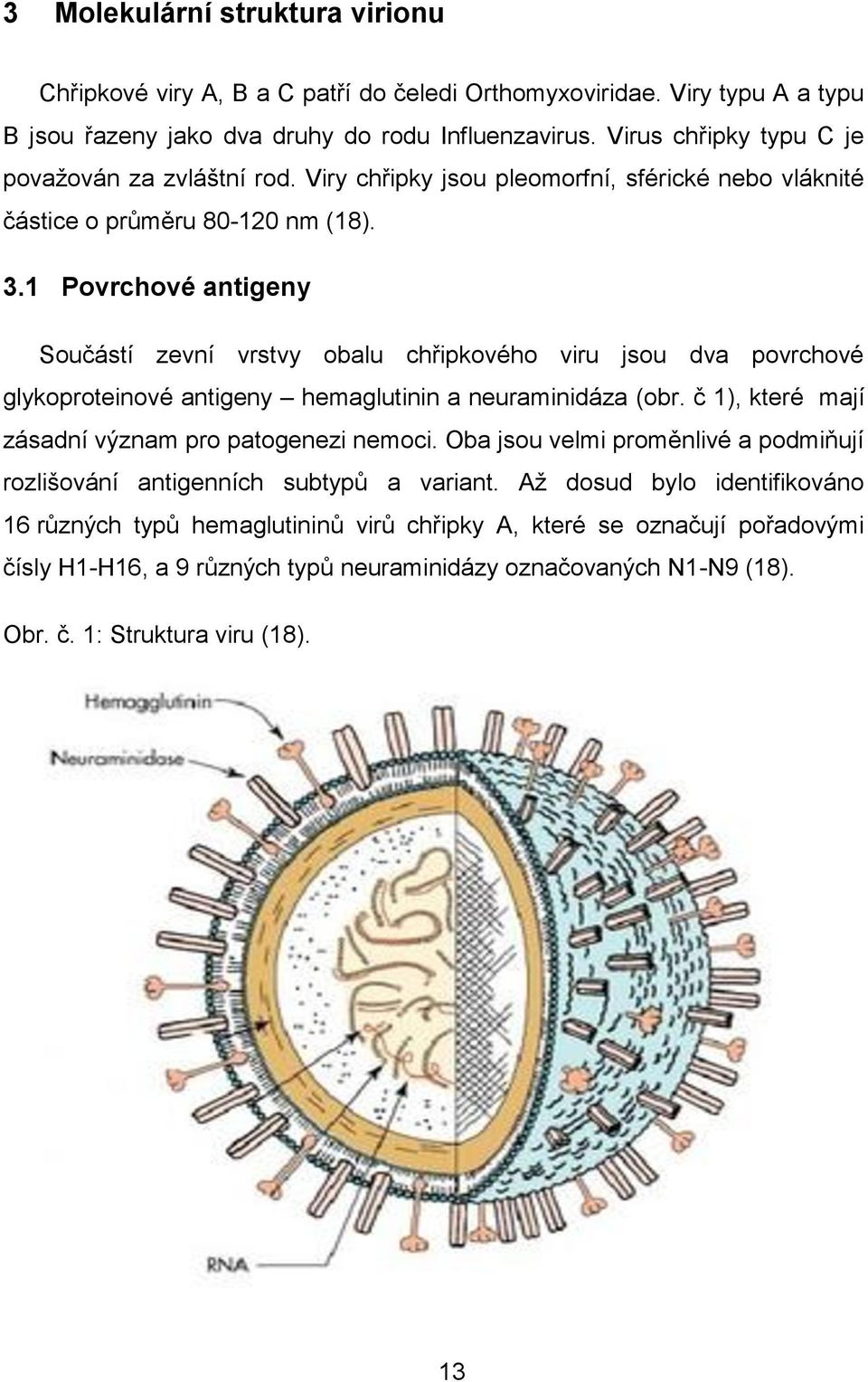 1 Povrchové antigeny Součástí zevní vrstvy obalu chřipkového viru jsou dva povrchové glykoproteinové antigeny hemaglutinin a neuraminidáza (obr.