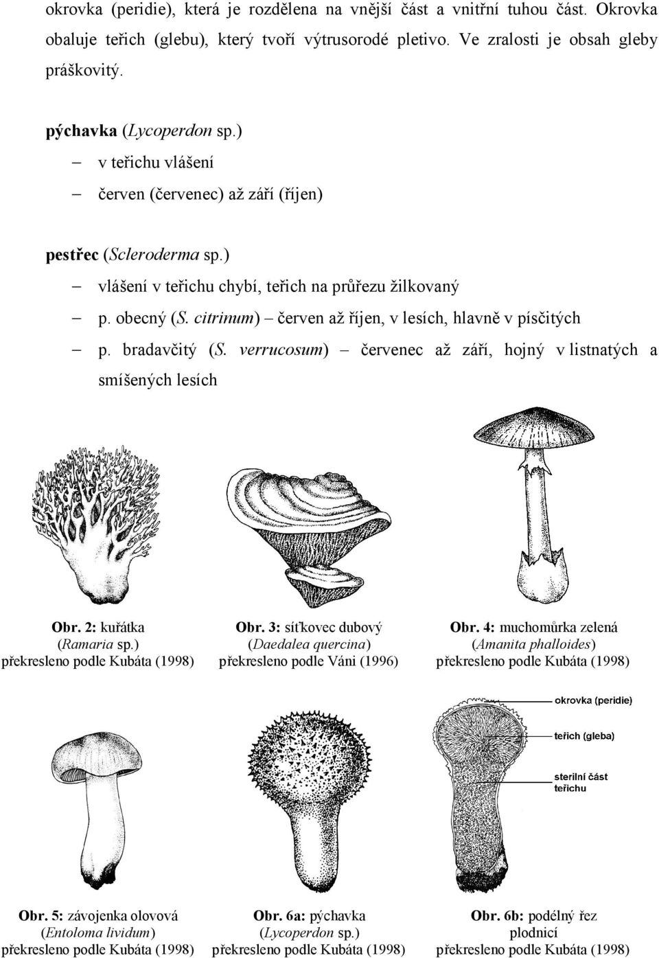 citrinum) červen až říjen, v lesích, hlavně v písčitých p. bradavčitý (S. verrucosum) červenec až září, hojný v listnatých a smíšených lesích Obr. 2: kuřátka Obr. 3: síťkovec dubový Obr.