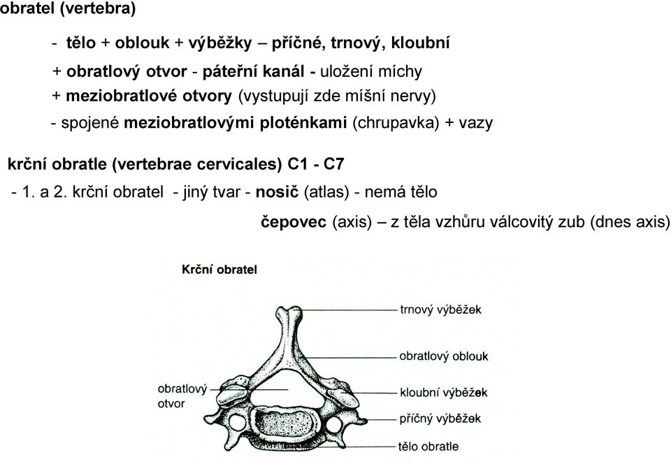 meziobratlovými ploténkami (chrupavka) + vazy krční obratle (vertebrae cervicales) C1 - C7-1.