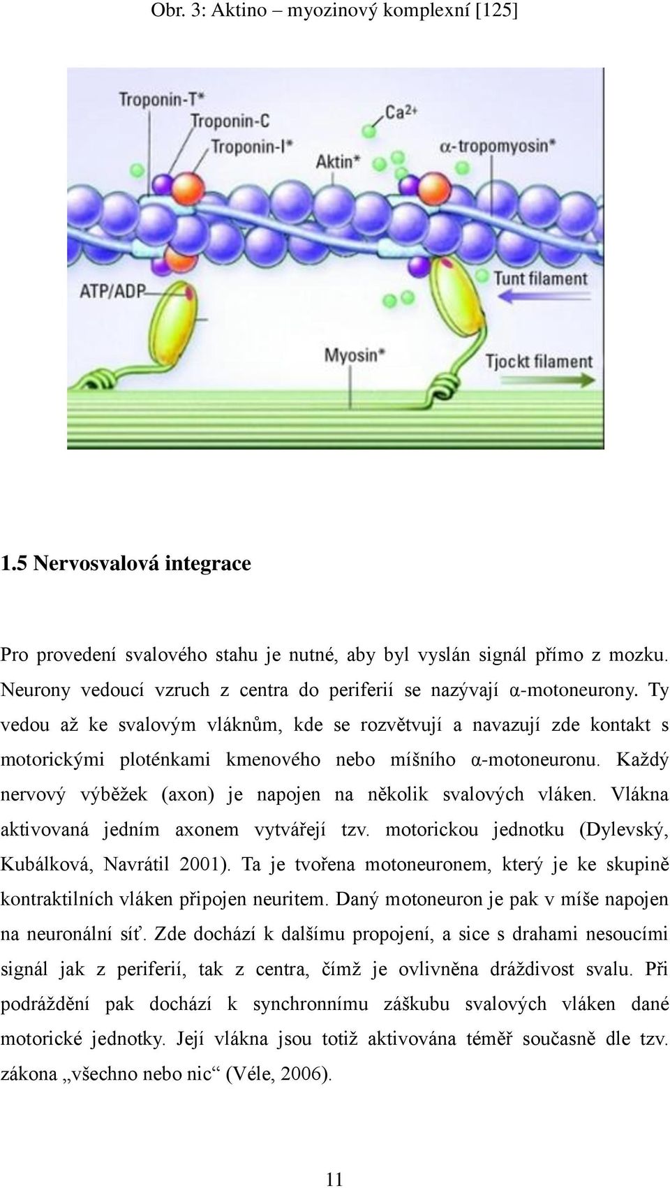 Ty vedou aţ ke svalovým vláknům, kde se rozvětvují a navazují zde kontakt s motorickými ploténkami kmenového nebo míšního α-motoneuronu.