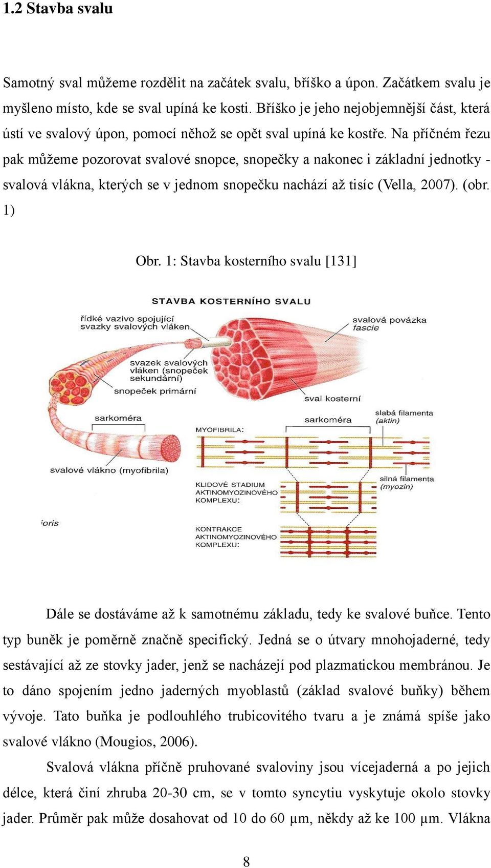 Na příčném řezu pak můţeme pozorovat svalové snopce, snopečky a nakonec i základní jednotky - svalová vlákna, kterých se v jednom snopečku nachází aţ tisíc (Vella, 2007). (obr. 1) Obr.