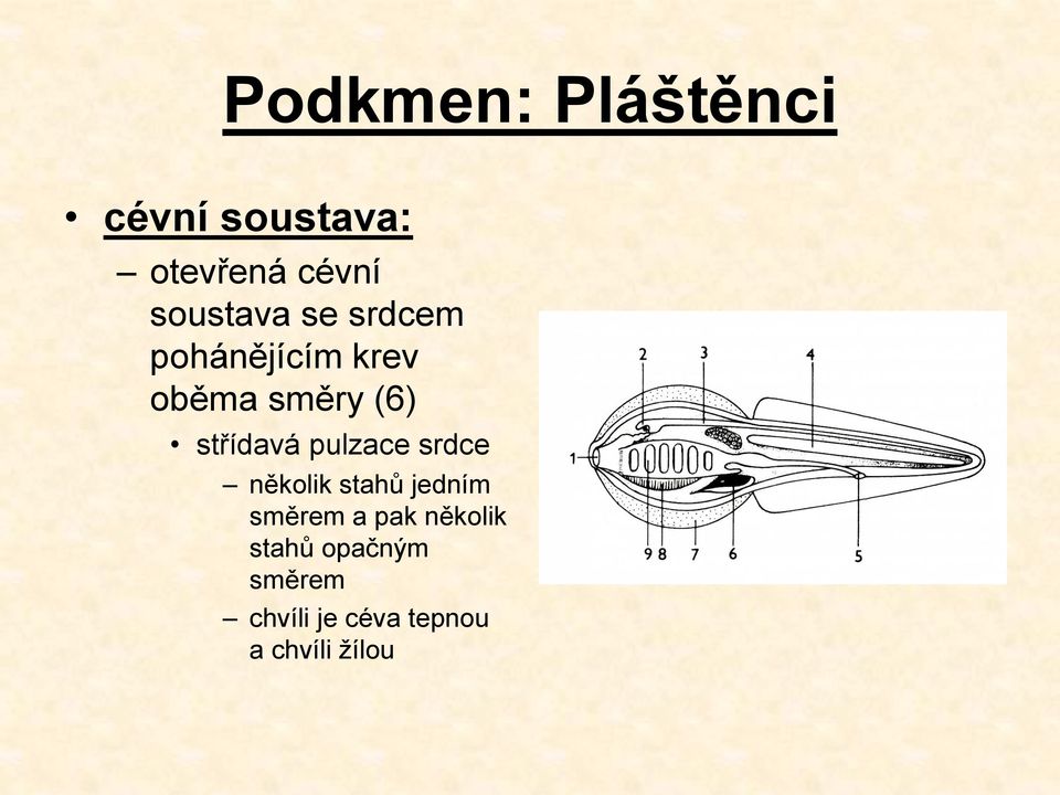 střídavá pulzace srdce několik stahů jedním směrem a