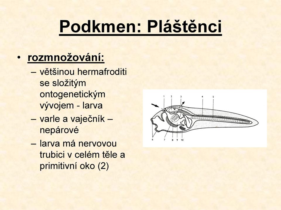 vývojem - larva varle a vaječník nepárové