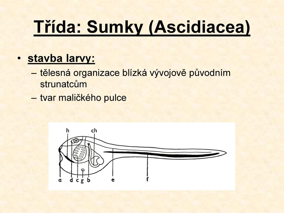 organizace blízká vývojově