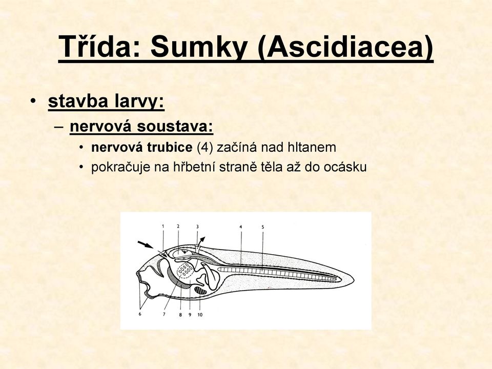 trubice (4) začíná nad hltanem