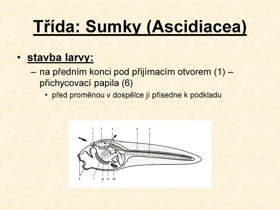 otvorem (1) přichycovací papila (6)