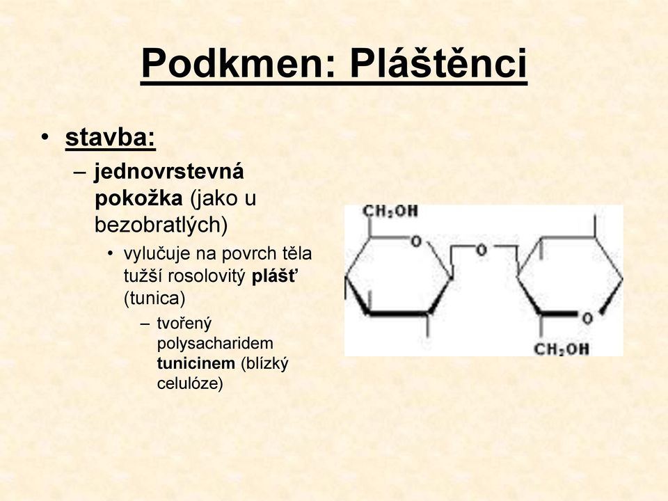 povrch těla tužší rosolovitý plášť (tunica)