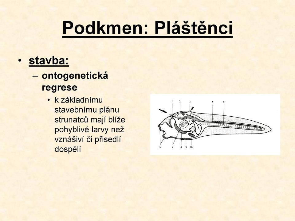 stavebnímu plánu strunatců mají