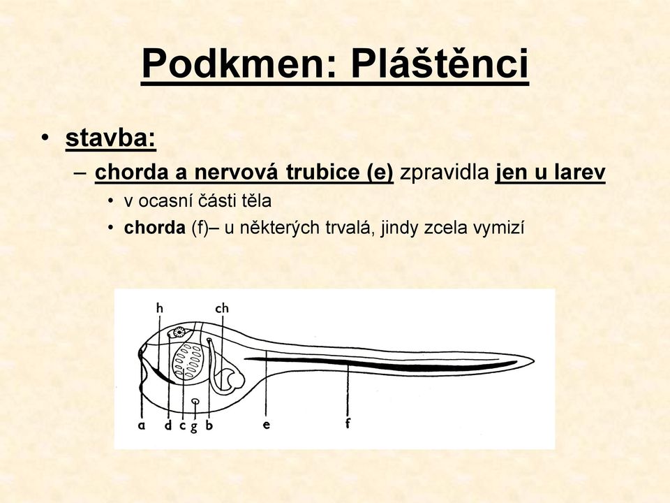 larev v ocasní části těla chorda (f)