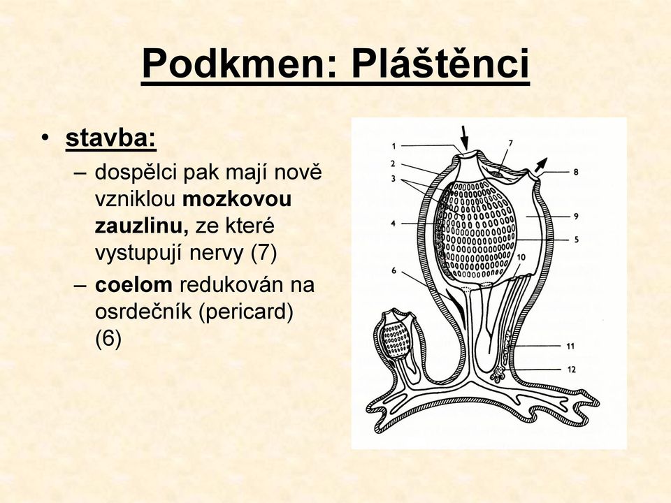 zauzlinu, ze které vystupují nervy