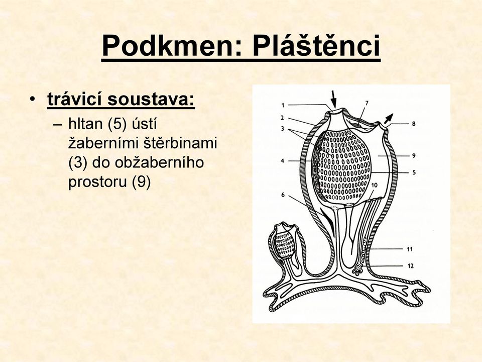 (5) ústí žaberními