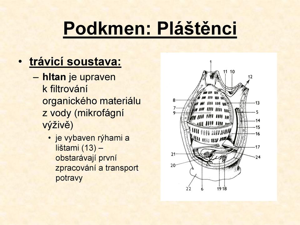 (mikrofágní výživě) je vybaven rýhami a lištami