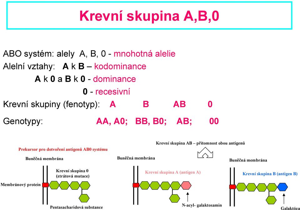 Prekursor pro dotvoření ntigenů 0 systému uněčná membrán Krevní skupin 0 (ztrátová mutce) uněčná membrán