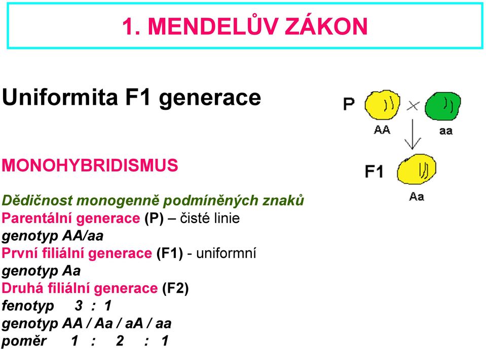 genotyp / První filiální generce (F1) - uniformní genotyp